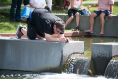 Schwarzbär wartet auf die Fische, die den Neckar raufschwimmen