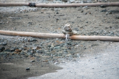 Comment boucher un trou... / Löcher stopfen auf Ladakhisch