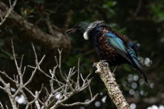 Tui