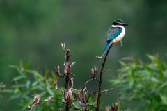 New Zealand Kingfisher