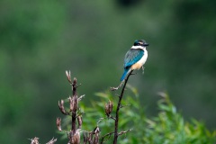 New Zealand Kingfisher