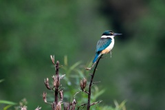 New Zealand Kingfisher