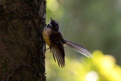 Fantail