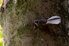 Fantail