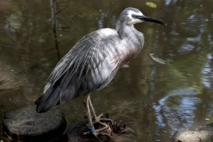 Blue heron