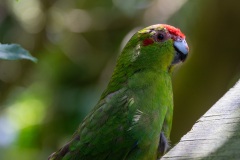 Red-crowned parakeet