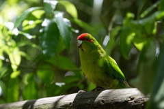 Red-crowned parakeet