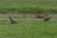 California Quail