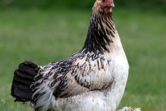Huhn (und stolz darauf!)