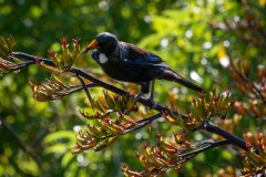 Tui