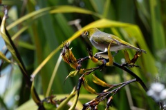 Silvereye