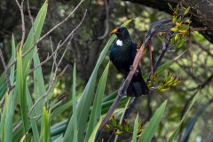 Tui