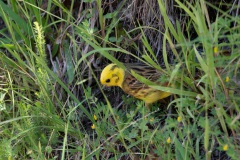 Yellowhammer