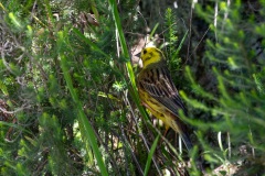 Yellowhammer