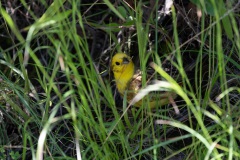 Yellowhammer