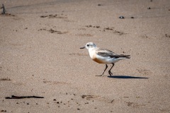 New Zealand dotterel