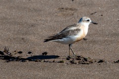 New Zealand dotterel