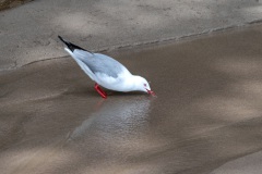 Silbermöwe (silver gull)