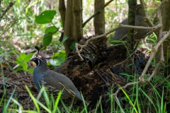 California Quail