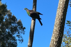 New Zealand pigeon