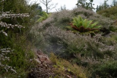 Thermal Valley Waikarei