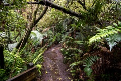 Thermal Valley Waikarei