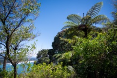 Fougère arborescente / Baumfarn