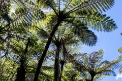 Fougère arborescente / Baumfarn