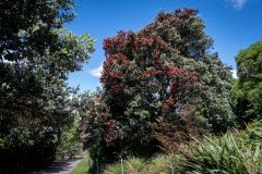 Pohutukawa