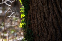 Februar - Licht(saum) im Wald
