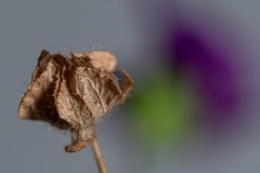 September - Vergangen, Schatten, nah