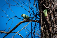 KW 09 - Amsel in Clownskostüm