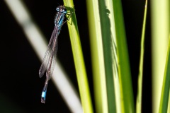 KW 25 - mit 800 mm am Teichrand