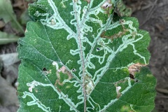 KW 28 - besondere Karte