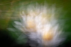 KW 33 - eine Seerose