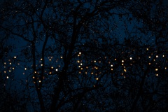 KW 52 - Glühwürmchen