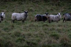 Old Norvegian sheep (denke ich…)