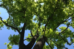 Frühjahr am Prater